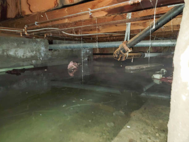 Best Professional water damage repair  in West Tawakoni, TX